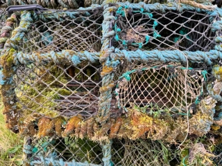 Creels used for lobster, prawn or crab fishing