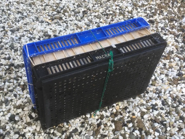 Plastic trays banded together containing prawn tubes (packaging)