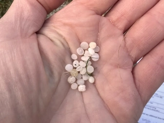 Nurdles of plastic for processing