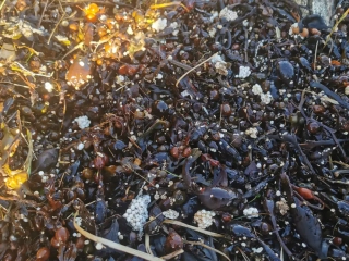 Pieces of expanded polystyrene